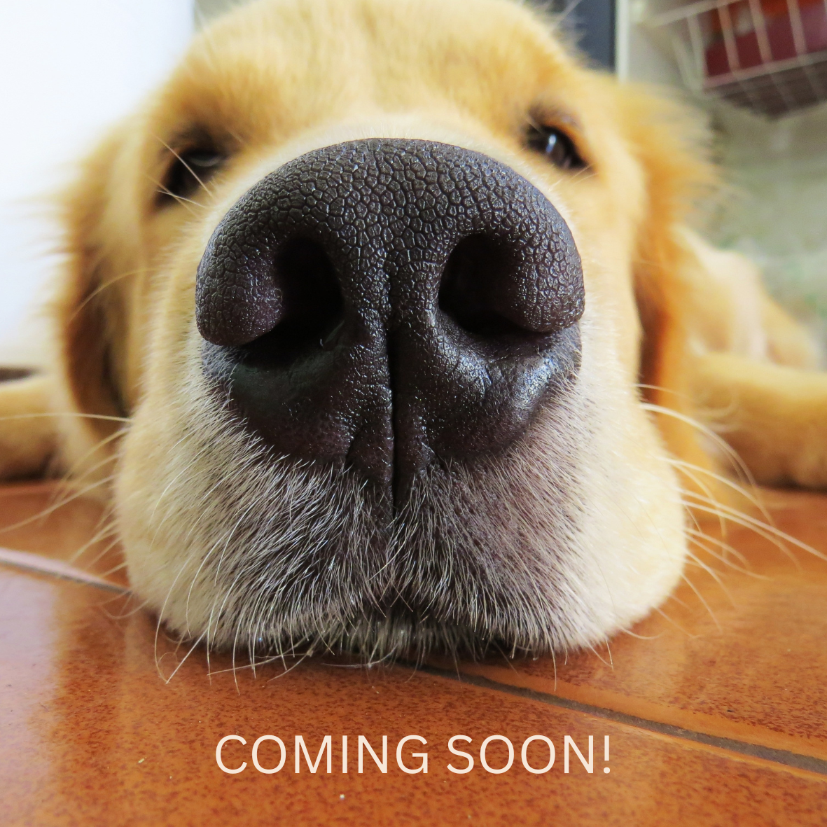 BeLoved Chicken - Single Ingredient Dog Treats